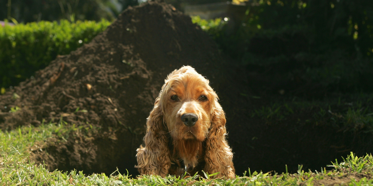 spokodoggo-blog-sablona (12)